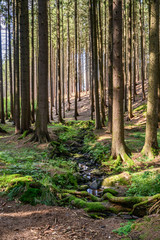 Beautiful diverse green landscape of the Czech Republic region Vysocina