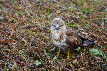 Chick Milvus migrans close-up. He still does not know how to fly, but is not afraid of anything and allows him to come close to himself.