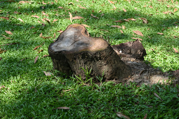 stump on green grass or graden
