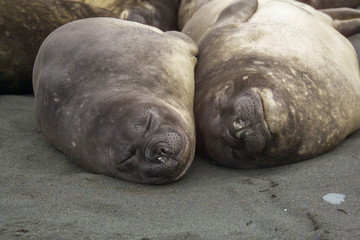 Female elephant seals on the beach at Macquarie Island, World Heritage site, Australia