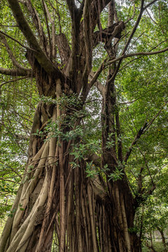 Tropical tree in Taiwan 