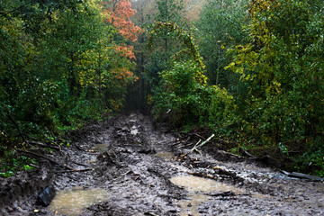 Muddy forest road in autumn after rain