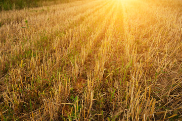 Short stems. Mowed grass on the field. Close-up. In the sun at sunset.