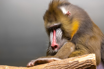 A close-up of a   Monkey mandrill  is sitting on a tree on a warm summer day