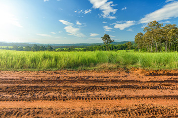 Dirt roadside view with the meadow