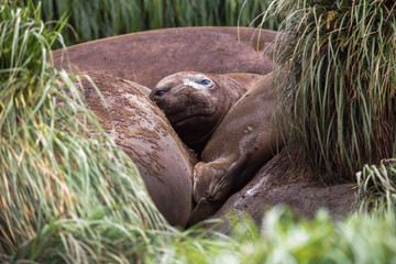 Dozing elephant seals on beach Macquarie Island