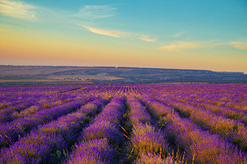 Obraz na płótnie Canvas Lavender field at sunset. Great summer landscape.