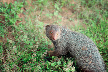 Mongoose in national park Yala, Sri Lanka