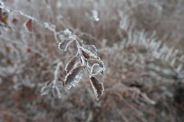 Brown leaves of spirea with frost in winter