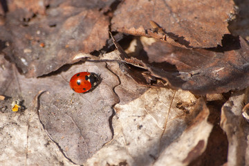 Ladybug on autumn foliage. Insect in the nature.