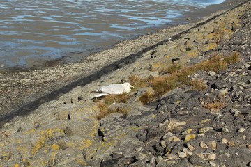 an old seagull is resting