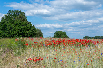 Poppy field