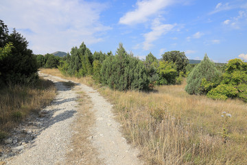 Fototapeta na wymiar The road through the juniper grove near the village Kabardinka