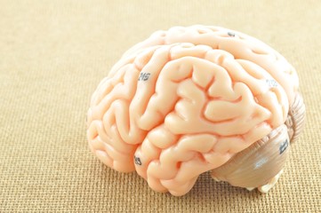 human brain anatomy model