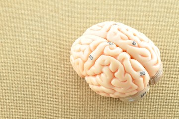 human brain anatomy model