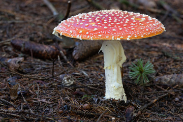 Fliegenpilz im Wald