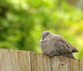 Puffed out Ring Neck Dove also known as a cape turtle and half collared dove resting on a fence.