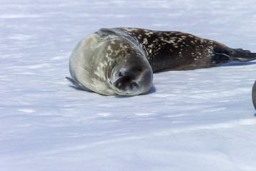 Weddell seal on sea ice Coulman Island Ross Sea, Antarctica.