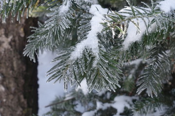 Snow and hoar frost on branches of yew in winter