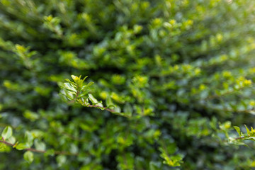 Spring background, green tree leaves on blurred background