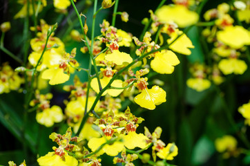 Obraz premium Yellow blurred orchid flowers with blurred pattern background