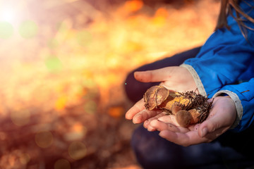 Family trip to the autumn forest. Young girl in a blue blouse is holding fresh mushrooms on her hands.