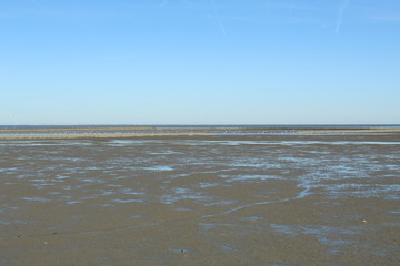 Seagulls live in and from the Wadden Sea in northern Germany - Unesco World Heritage Site