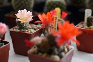 Pink flowers on cactus growing in a pot.