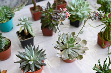 Pink flowers on cactus growing in a pot.