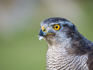 Close up view of a hybrid falcon