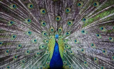Obraz premium peacock with feathers out