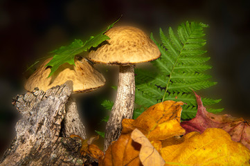 Two birch bolete mushrooms in an autumn forest