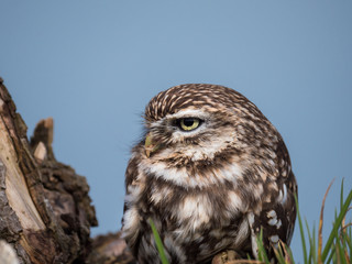 Little owl perched on at tree trunk