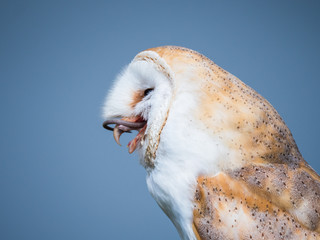 Close up of a barn owl swallowing a mouse
