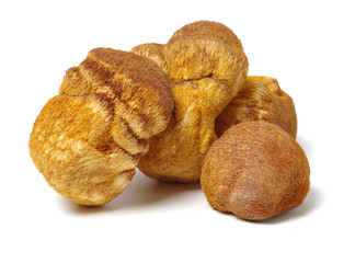 hericium erinaceus on white background