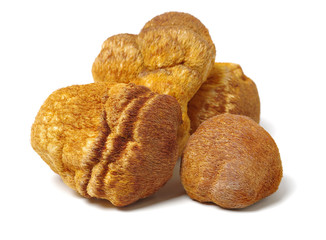 hericium erinaceus on white background © zcy