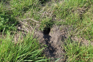 Voles undermine the dike near Bensersiel, northern Germany