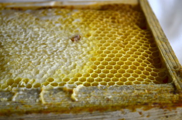 Golden honey frame, full frame