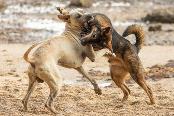 Wild dogs playing and fighting