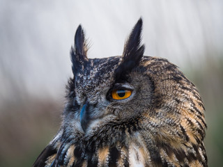 Eurasian Eagle Owl perched on a tree trunk