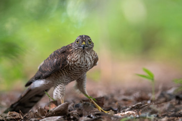 ハイタカの幼鳥