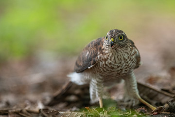 ハイタカの幼鳥