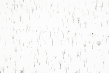 Small trees with snowy landscape