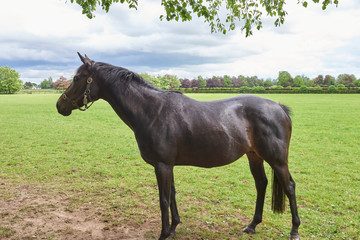 National Stud & Gardens - horse standing in pasture