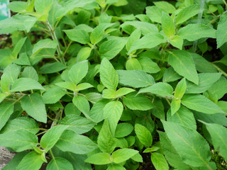 Fototapeta na wymiar Leaf of oregano plant of Lamiaceae