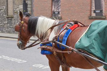 Guinness Brewery - carriage horse