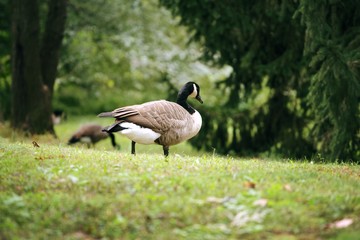 goose on grass