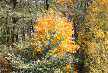 Moscow autumn gold in Izmailovo park