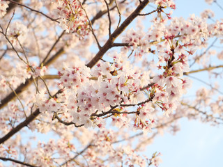 Yoshino cherry blossom petals