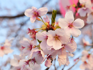 Yoshino cherry blossom petals